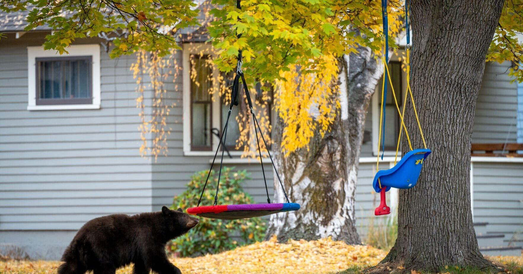 Black bear study enters second season in Montana - Vimarsana News