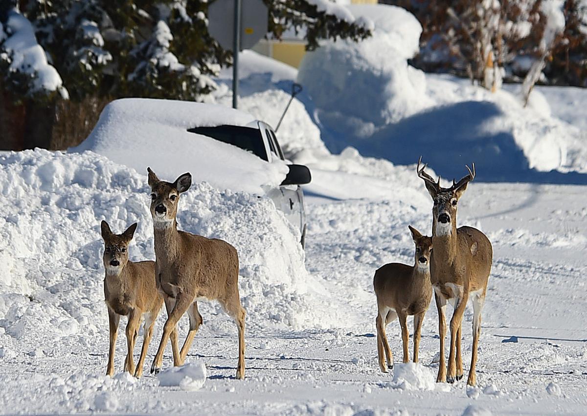 Whitetail deer
