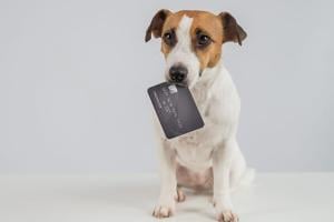 How to manage the rising costs of being a pet parent