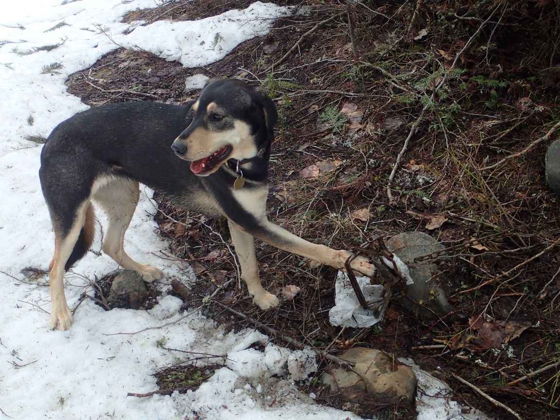 Dogs being caught in Idaho's wolf traps | Outdoors ... - 1152 x 864 jpeg 269kB