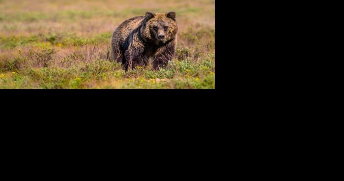 Wyoming Game and Fish warns bears emerging from dens - Vimarsana News