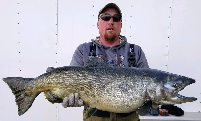 Salmon spawn at Fort Peck Reservoir prompting fish collection for hatchery