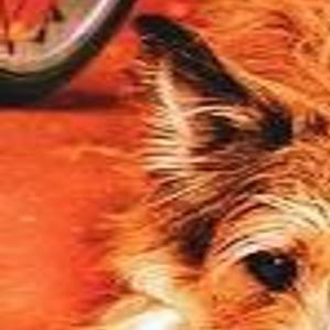 Winn Dixie Billingsgazette Com