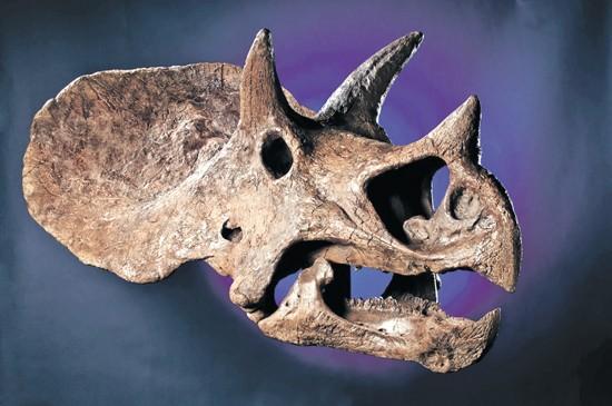 real triceratops skull for sale