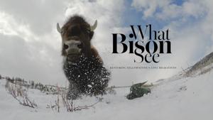 What Bison See | TEASER