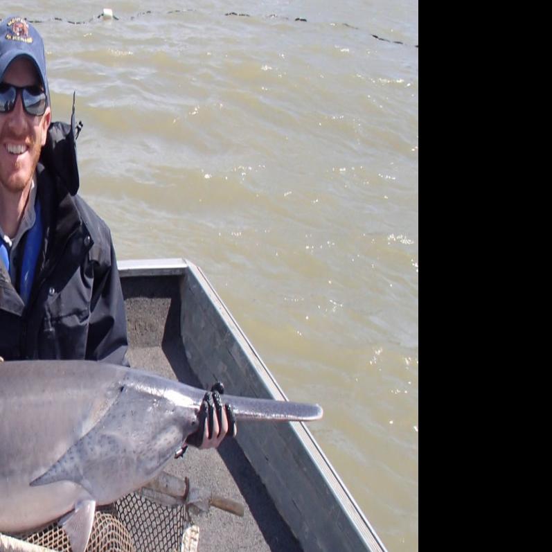 Paddlefish Season Opens May 1 On Missouri River Montana Untamed