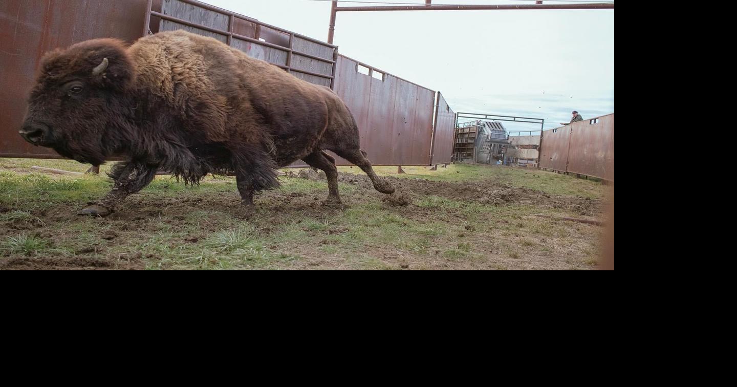 6 years overdue, DNRC rejects American Prairie request to graze bison on state lands