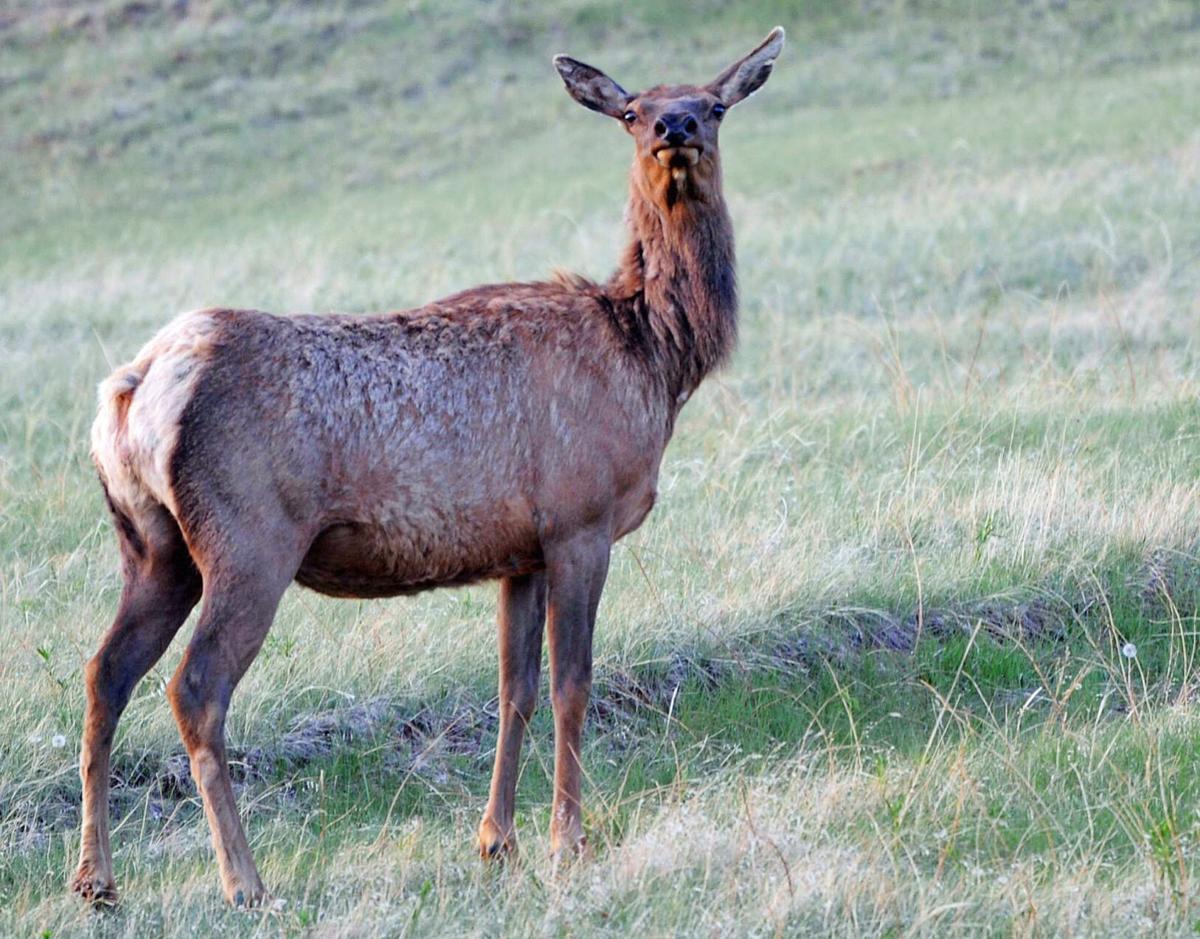 Elk