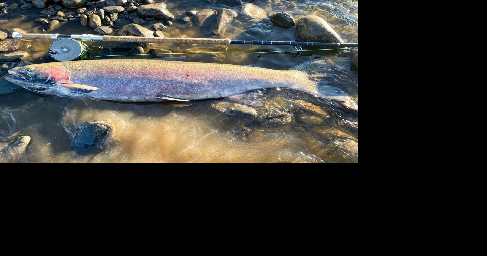 Idaho record-setting steelhead a 'fish of a lifetime