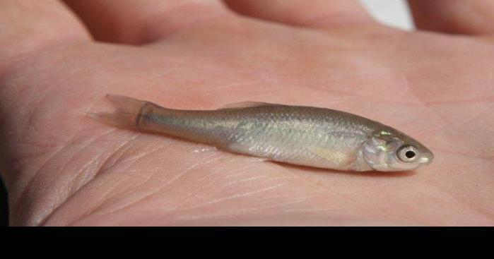 Wyoming outdoors: Study eyes minnows to control mosquitoes