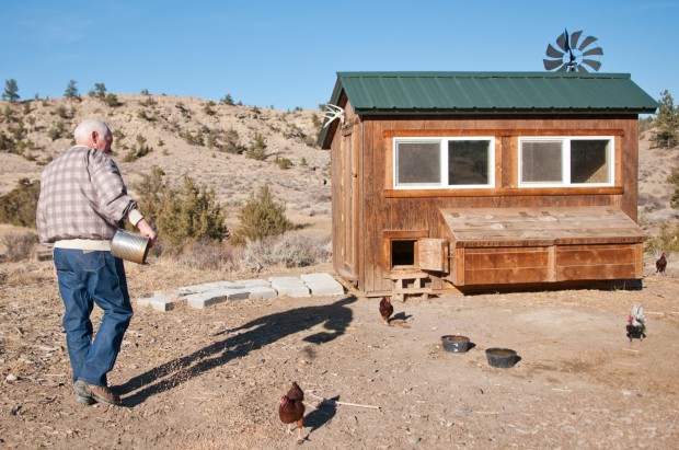 With Backyard Chickens Now Legal Builder Busy Constructing Coops