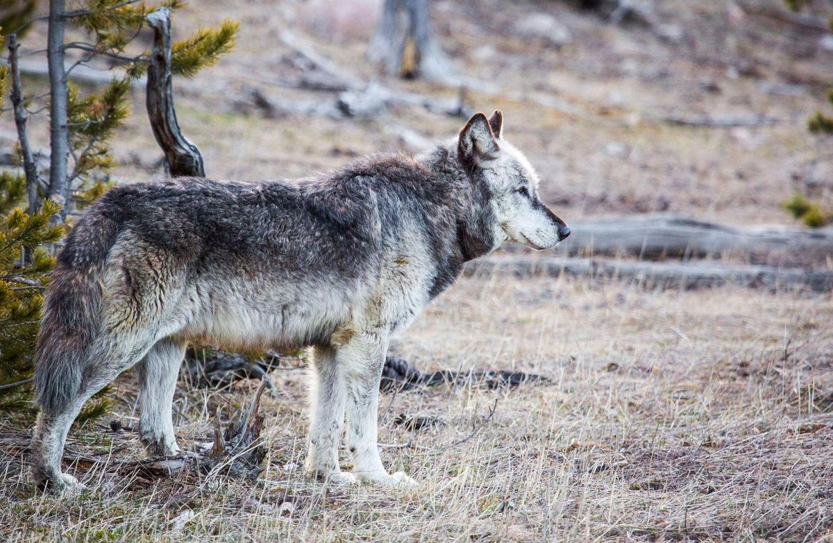Wolf