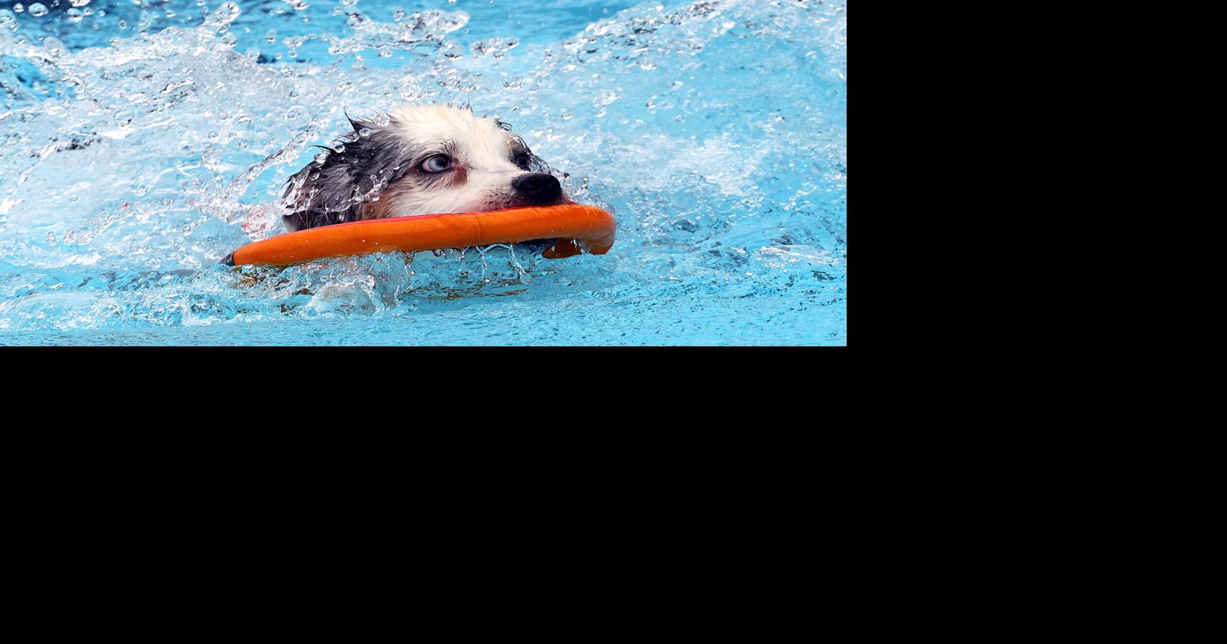 Photos: Dog Days of Summer at Rose Park Pool