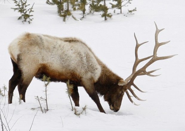 outfitters contend fwp numbers inaccurate rally against bull elk bull elk controversy