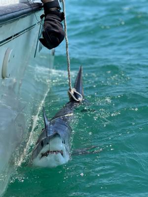SCIENCE-SHARKS/