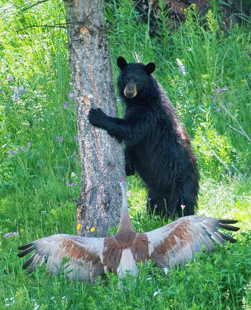 Bird Vs Bruin Protective Papa Crane Chases Off Black Bear