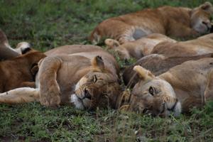 A pride of lionesses sprawls together in the grass, dozing off a heavy meal in the Serengeti heat.