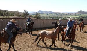 Duncan Vezain horse gelding
