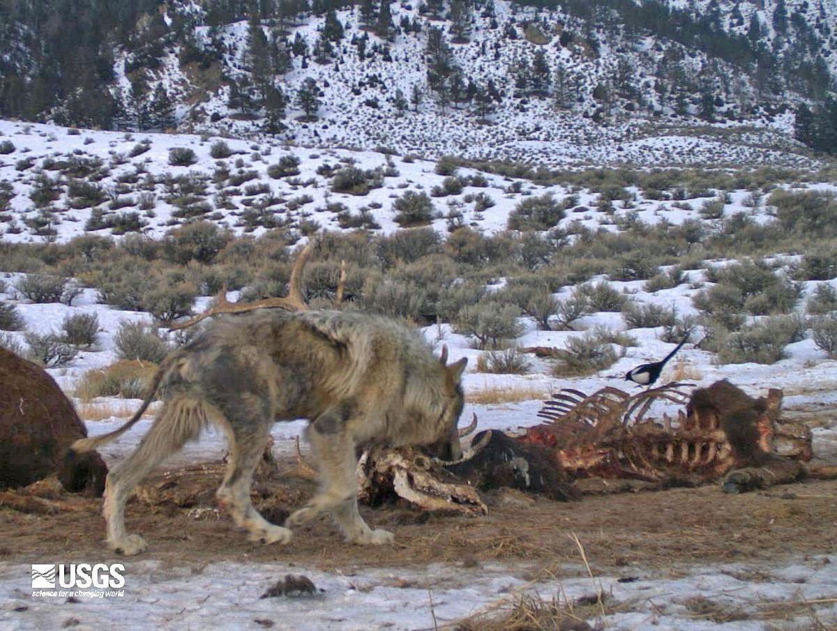 Mange Changes Yellowstone Wolves Hunting Travel And Food Needs Outdoors Billingsgazette Com