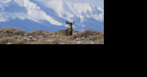 Mule deer educating Wyoming researchers in 5-year study - Vimarsana News
