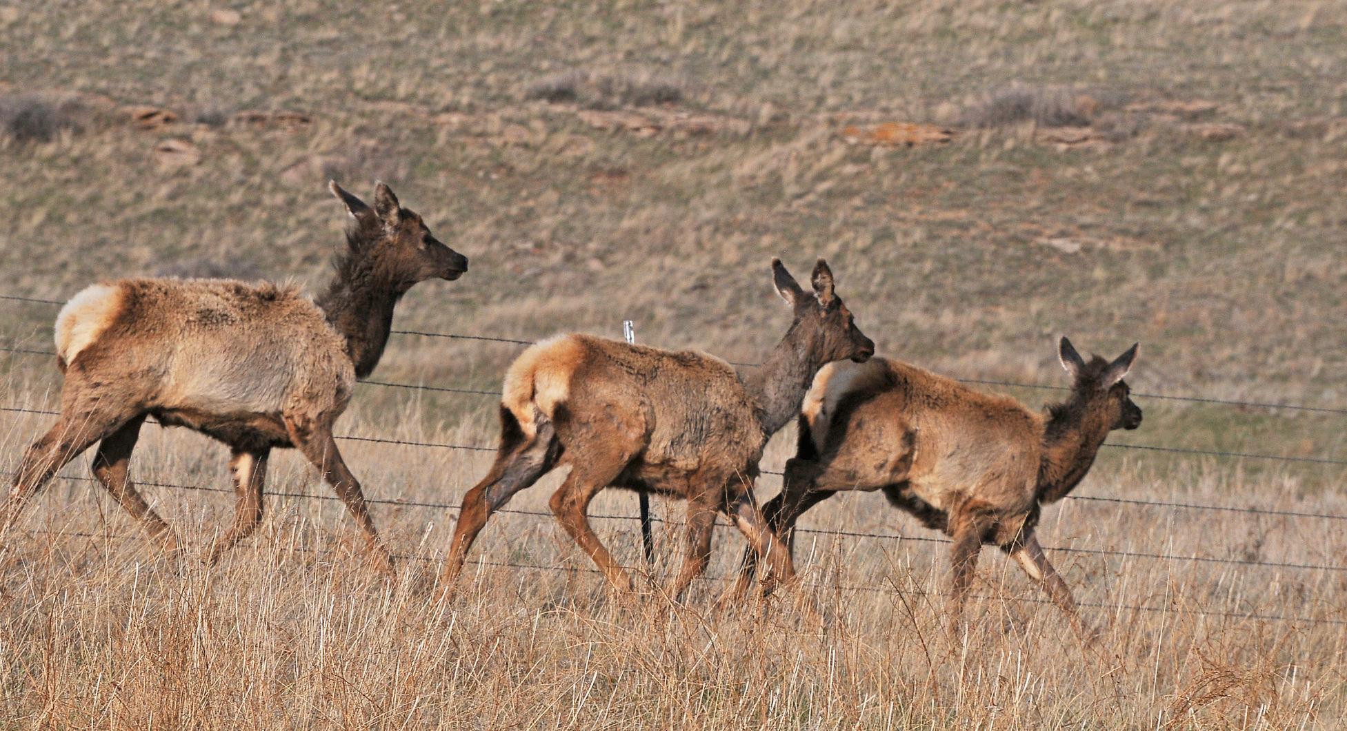 Snowy Mountains elk herd 800 over population shows Montana's challenge