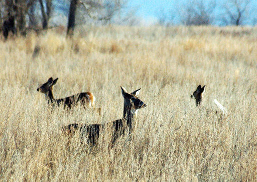 North Dakota officials say deer disease spread not imminent