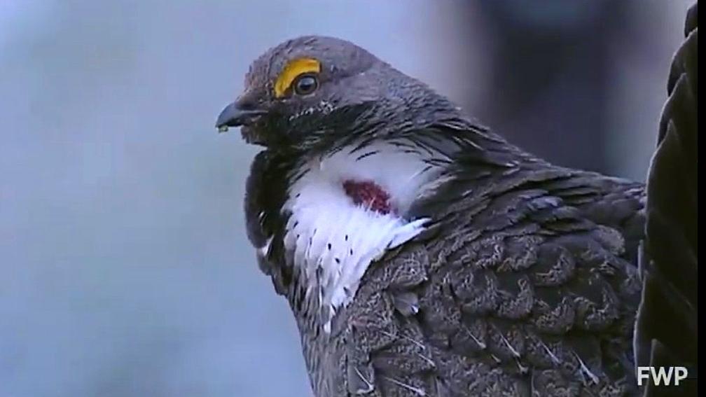 Video Bird footage shows diversity of Montana species Outdoors