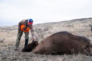 American Prairie files lawsuit to halt Bureau of Land Management's bison grazing decision