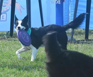 Dogs can distinguish between emotions in a human face, study shows