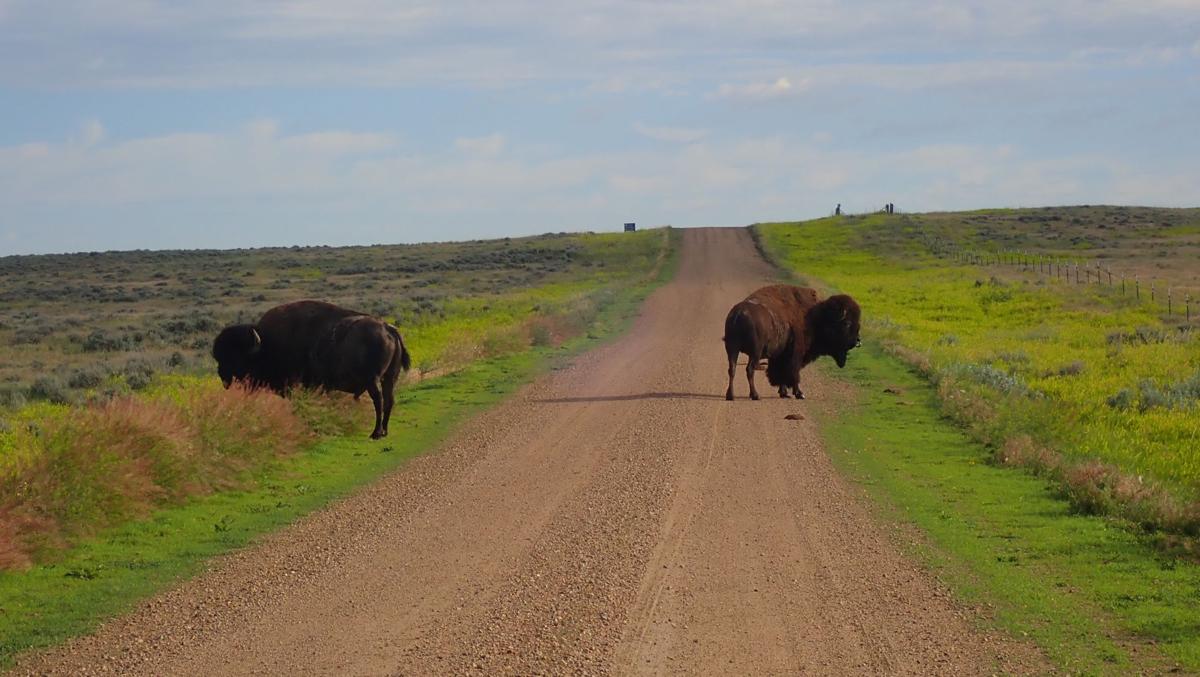 Bison bulls graze on BLM land leased by the American Prairie Reserve near Fort Peck Lake.
