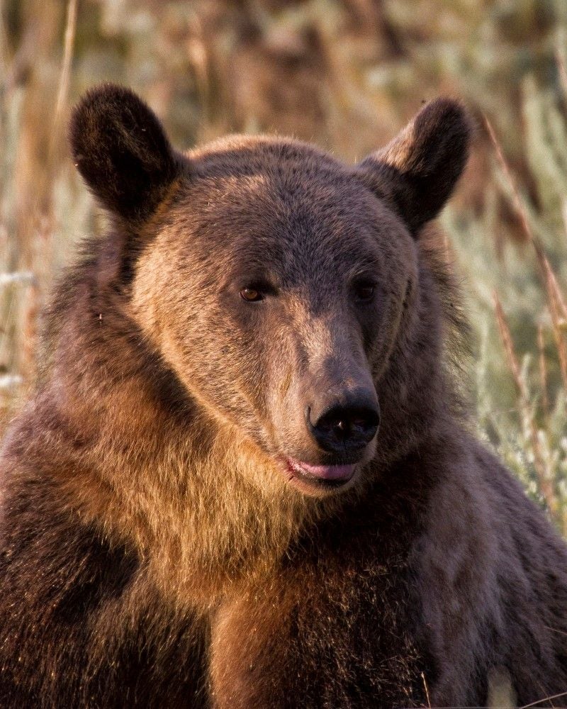 Two Weeks Grizzly Bear Himym