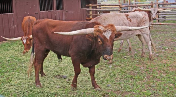 'They’re just a fun animal, about half wild': Longhorns measure up at ...