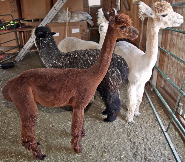Alpacas shed winter coats at annual shearing Montana News