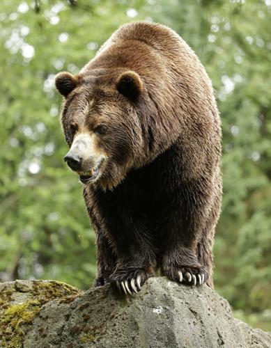 Updated* October 16, 2023 – Grizzly Bear update from the Conservation  Officer Service