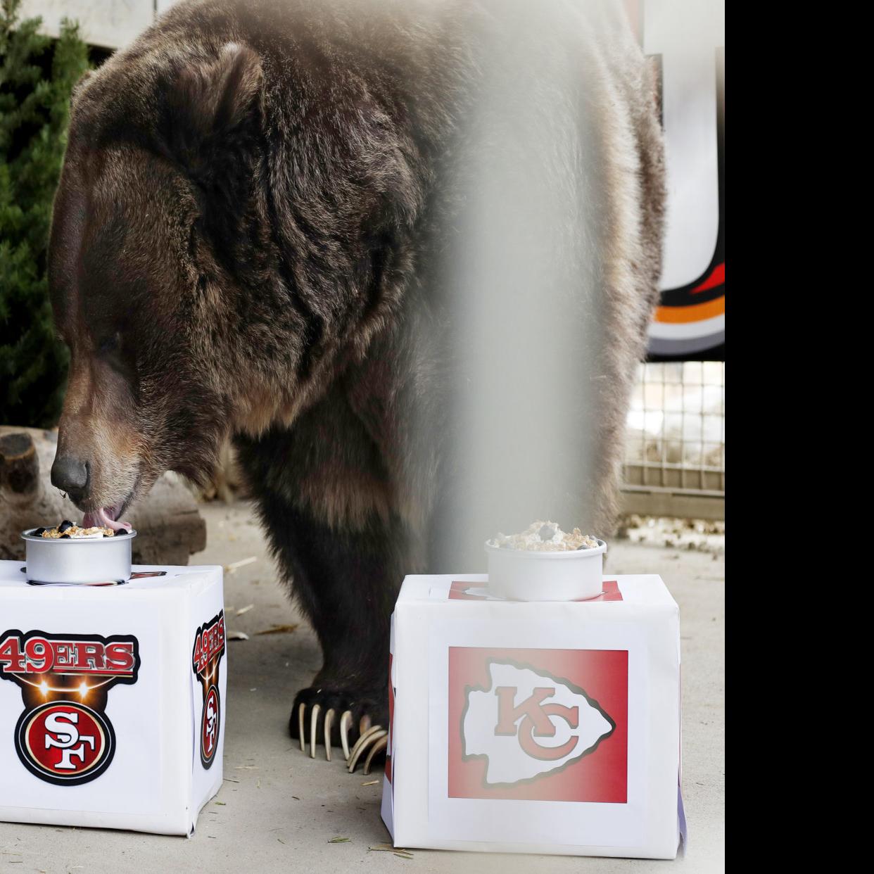 Zoomontana S Ozzy The Grizzly Bear Picks 49ers To Win Super Bowl Local News Billingsgazette Com