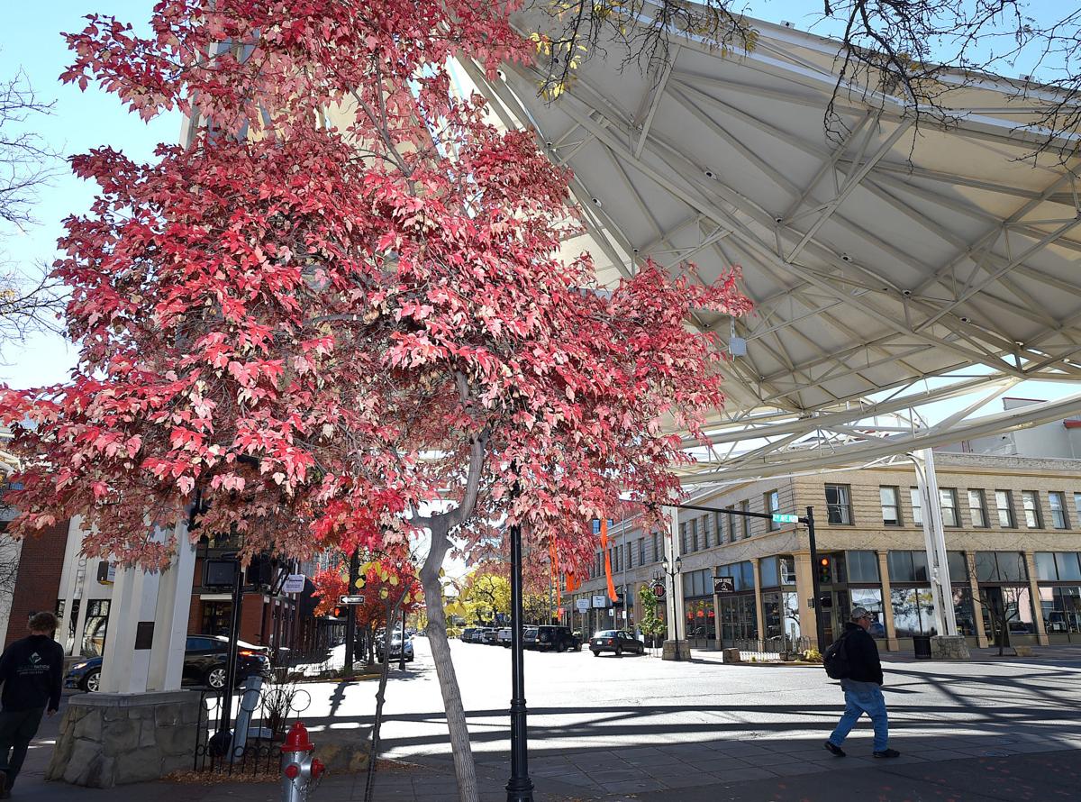 Skypoint trees