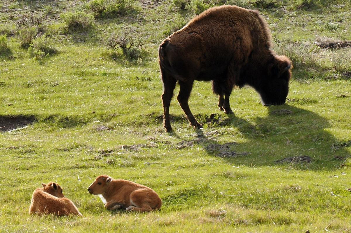 Bison and Calf at Yellowstone