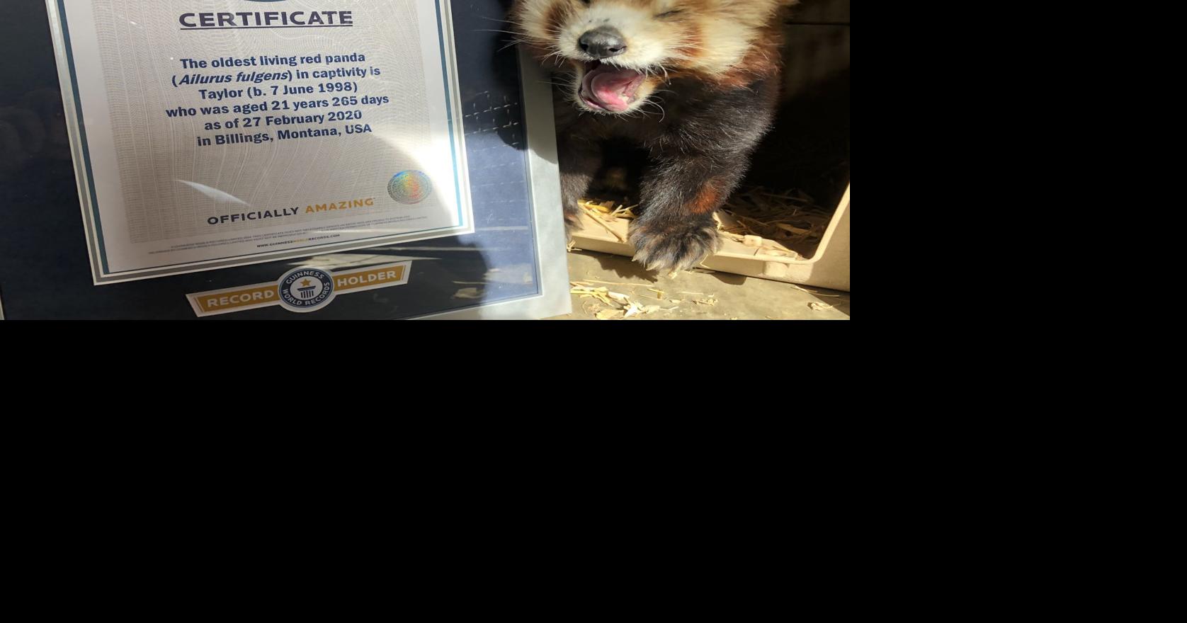 ZooMontana's red panda breaks record for oldest before being found dead ...