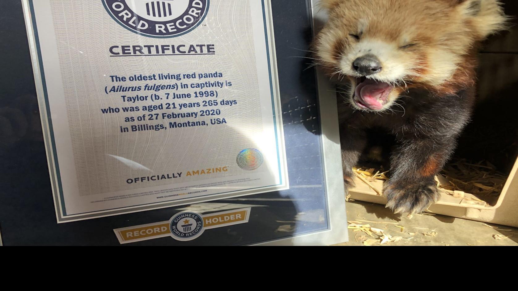 Zoomontana S Red Panda Breaks Record For Oldest Before Being Found Dead Wednesday Local News Billingsgazette Com