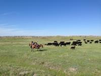 Driving cattle on Cross Four Ranch