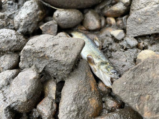 Dead trout