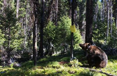 Wayward griz shows how bears use the land, get in trouble