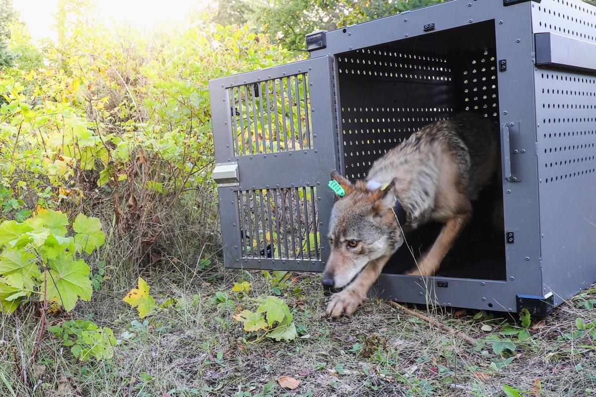 Wolves US Protections