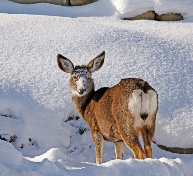 Top 90+ Images what kind of deer are in montana Stunning