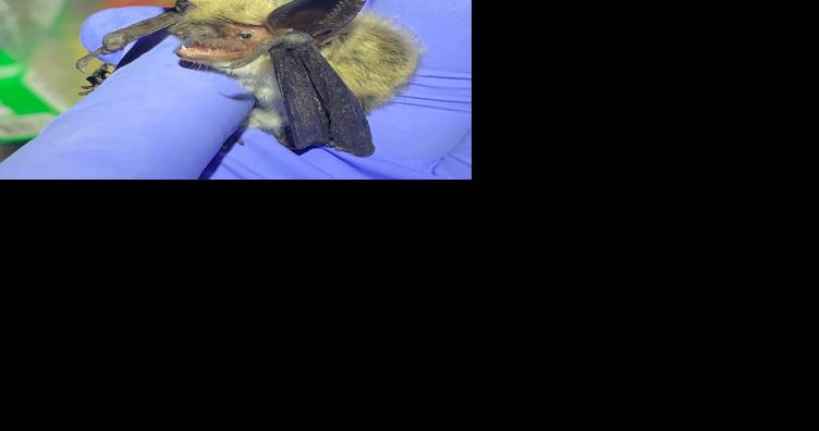 Pryor Mountain cave harbors deadly bat disease - Vimarsana News