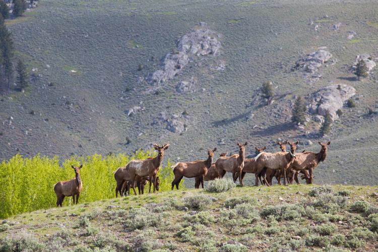 Northern Range elk