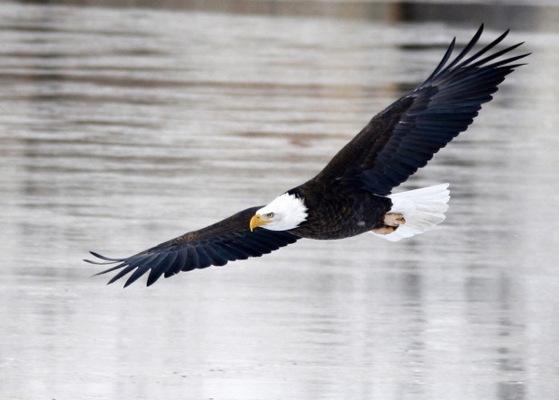 Missouri's efforts to save American Bald Eagle pay off