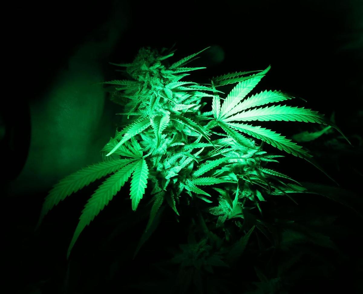 Marijuana