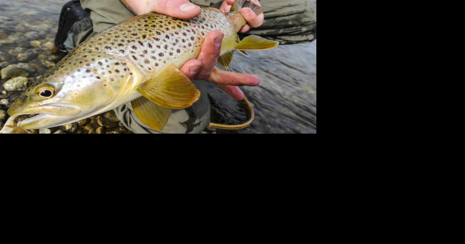 Few options to help struggling brown trout populations in SW Montana