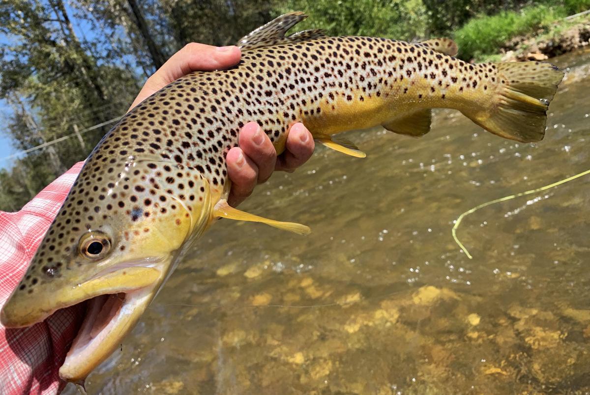 Montana fishing report: Trout still gorging on hoppers